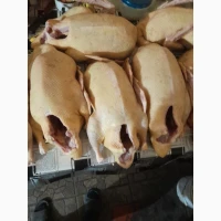 Качки домашні продам