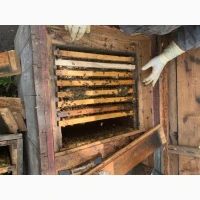 Продам бджоли, Бджолопакети, цілі сімʼї