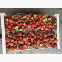 Продам полуниця
