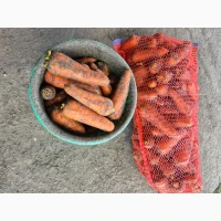 Продам морковку