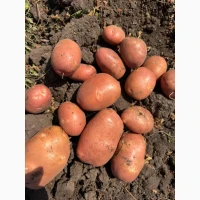 Продам картоплю різних сортів. Копаємо до 5-ти тон в день