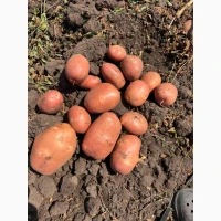 Продам картоплю різних сортів. Копаємо до 5-ти тон в день