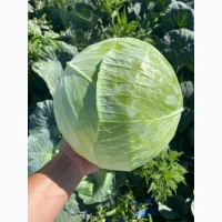 Продам капусту