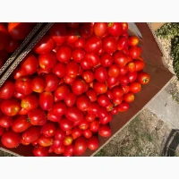Продам помідор сливка