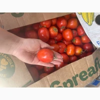 Продам помідор сливка