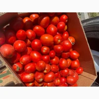 Продам помідор сливка