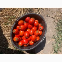 Продам помідор сливка