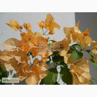 Бугенвиллия California Gold(жёлтая)