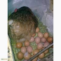 Продам яйцо домашнее