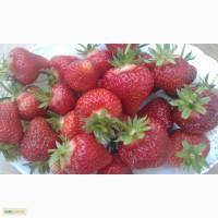 Продам саженцы клубники в стаканах. Полтава