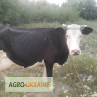 Продам добру корову із високими надоями