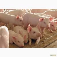 Срочно продам!!! Для оптовых покупателей скидка