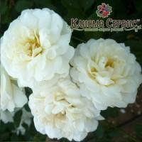 Саженцы роз Розу Sea Foam (Си Фоам)