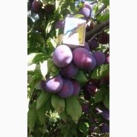 Продам сливу, сорт Анна Шпет