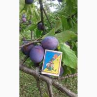 Продам сливу, сорт Анна Шпет