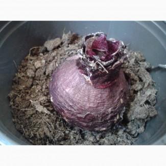Срочно продам луковицы Гиацинта Fondant