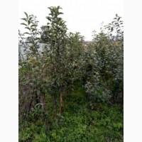 Яблуні, груші, сливи