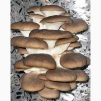 Продам грибы вешенка