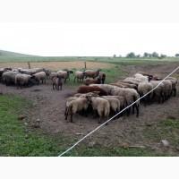 Продам вівцематки романівської породи