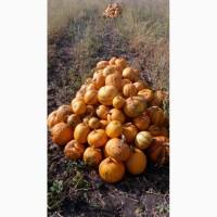 Продам гарбуз голонасінний, тыкву голосемянную