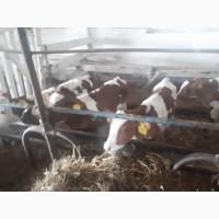 Закуповую телят бичків від 40 - 250 кг