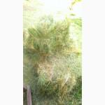 Продам тюкованное СЕНО, СОЛОМУ.Различных видов