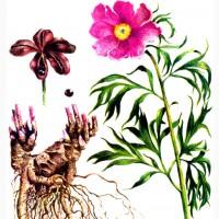 Настойка Марьин корень, 140грн/110мл