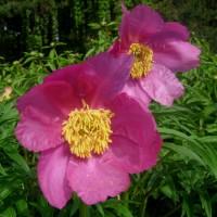 Настойка Марьин корень, 140грн/110мл