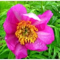 Настойка Марьин корень, 140грн/110мл