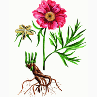 Настойка Марьин корень, 140грн/110мл