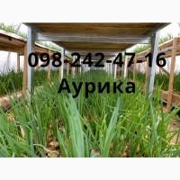 Продажа зеленый лук (перо), лук штутгарт