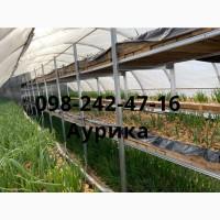 Продажа зеленый лук (перо), лук штутгарт