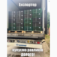 КУПУЄМО виноградного РАВЛИКА (Helix Pomatia) - по всій Україні - 2024