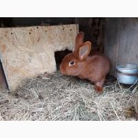 Племенные кролики разных пород
