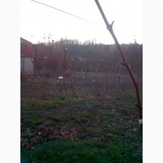 Продам виноград Молдова ( не саженцы)