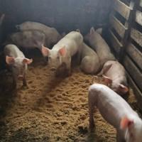 Продам поросят, мясные двухпородка