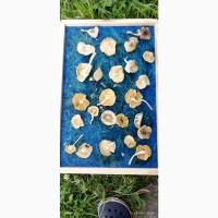 Мухомор зеленый