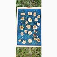 Мухомор зеленый