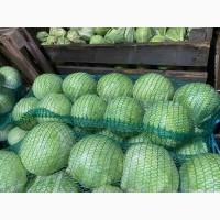 Продам капусту «Сторідор»