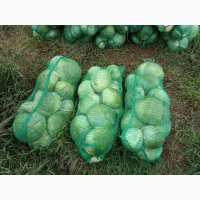 Продам капусту АААгресор вага від 1.5до3кг