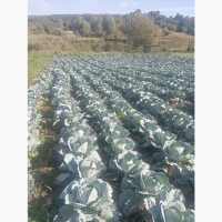 Продам АААгресор вага від 1.5до3кг