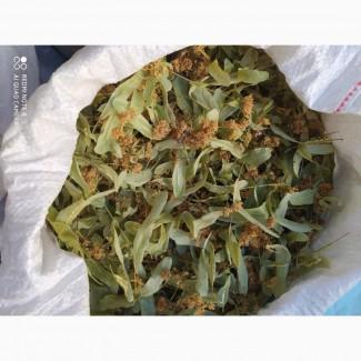 Куплю цвіт липи