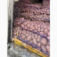 Продам картофель 16 гривен