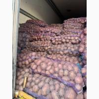 Продам картофель 16 гривен