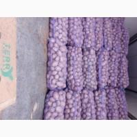 Продам картофель 16 гривен