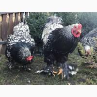 Інкубаційне яйце. Курчата, Брама срібло, фарфоровий