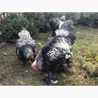 Інкубаційне яйце. Курчата, Брама срібло, фарфоровий