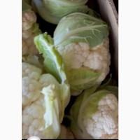 Продам цвітну капусту 1 сорт