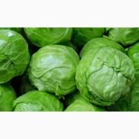 Продам молоду капусту з поля