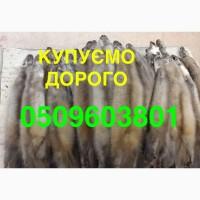 Скупка купівля хутра куниці шкіри Мех НАЙДОРОЖЧЕ